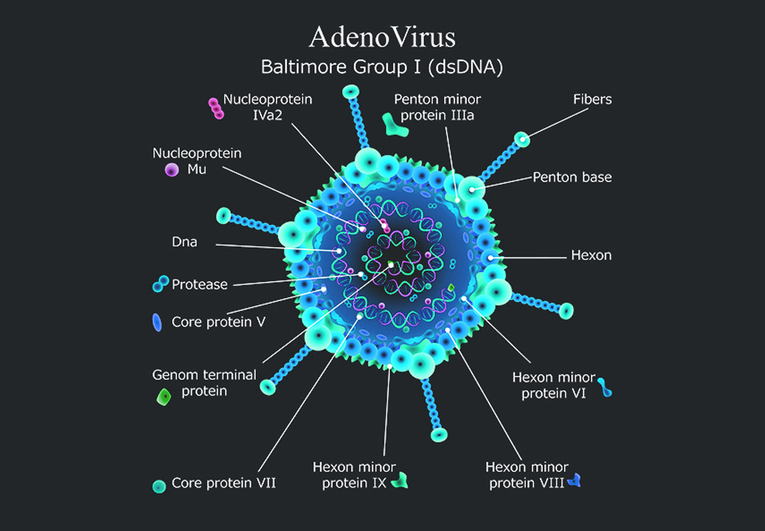 Adenovirus Psivac